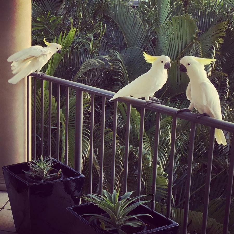 Island Views Bed and Breakfast Airlie Beach Εξωτερικό φωτογραφία